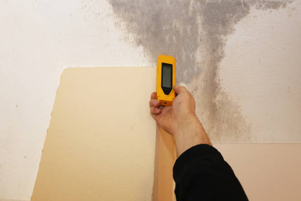 Best Forensic Mold Investigation  in Shallotte, NC