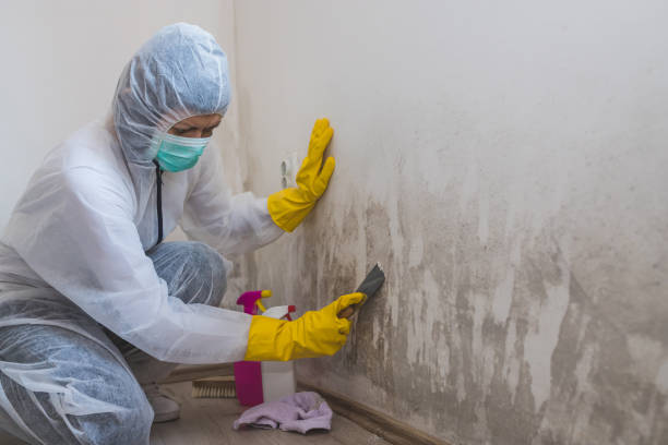 Best Mold Remediation for Healthcare Facilities  in Shallotte, NC