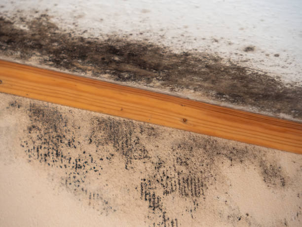 Mold Documentation for Insurance Claims in Shallotte, NC