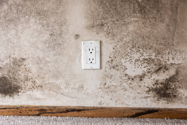 Environmental Consulting for Mold Prevention in Shallotte, NC