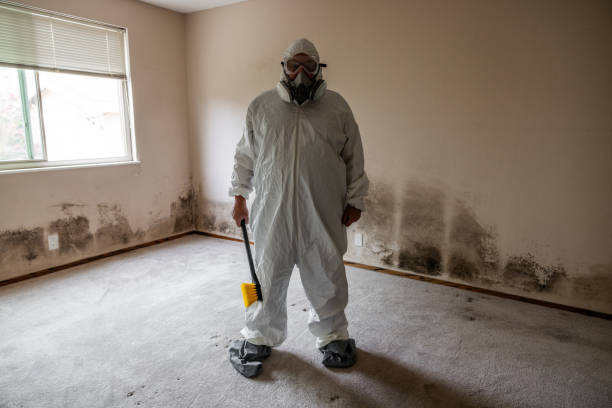 Best Attic Mold Removal  in Shallotte, NC