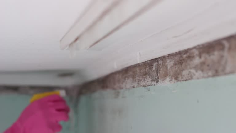 Reliable Shallotte, NC Mold Removal Solutions